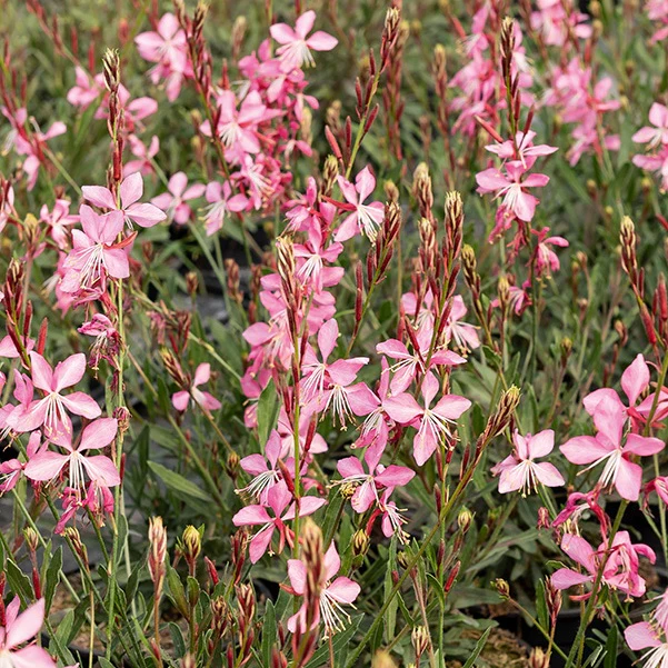 Gaura 'Siskiyou Pink' - Image 5