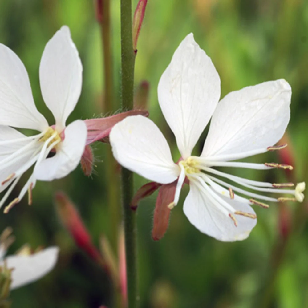 Gaura Snowstorm - Image 2
