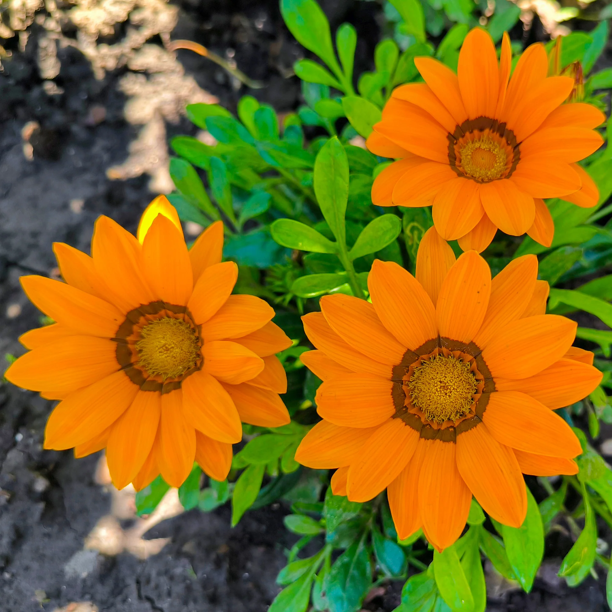 Gazania orange
