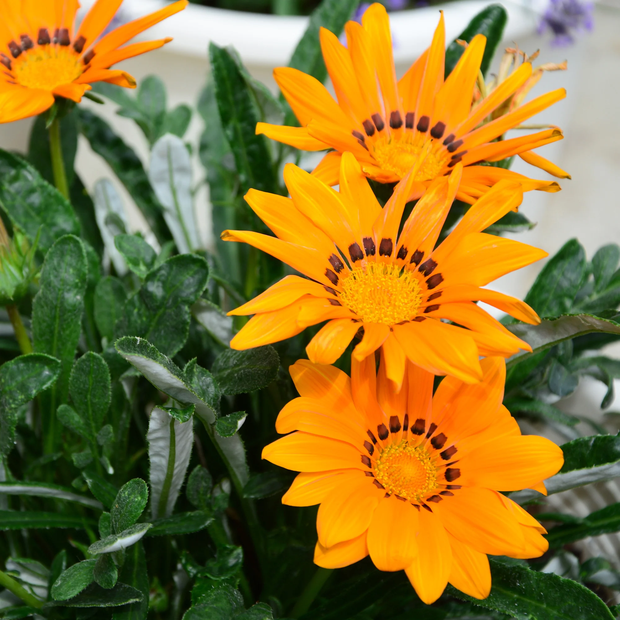 Gazania orange - Image 2