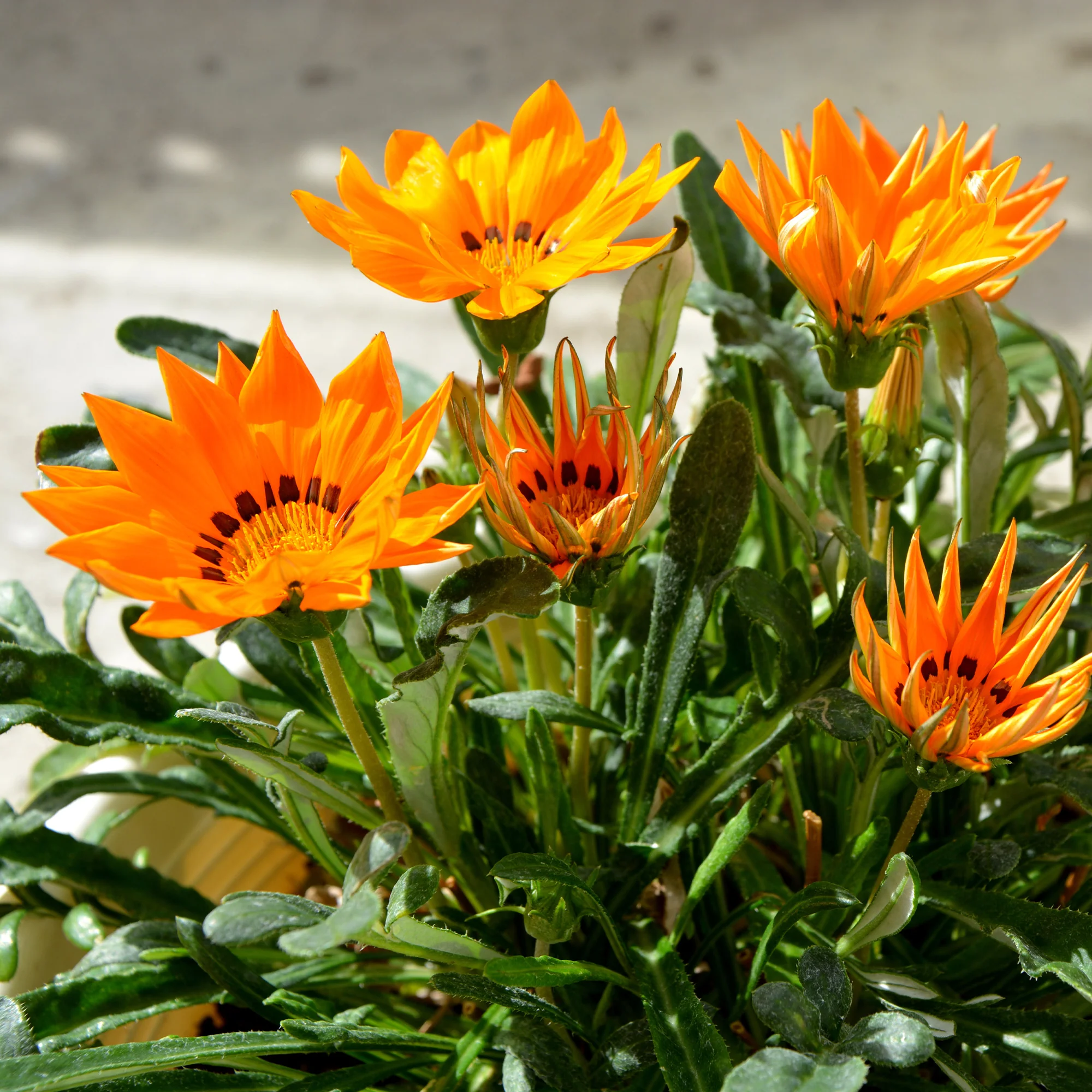 Gazania orange - Image 3