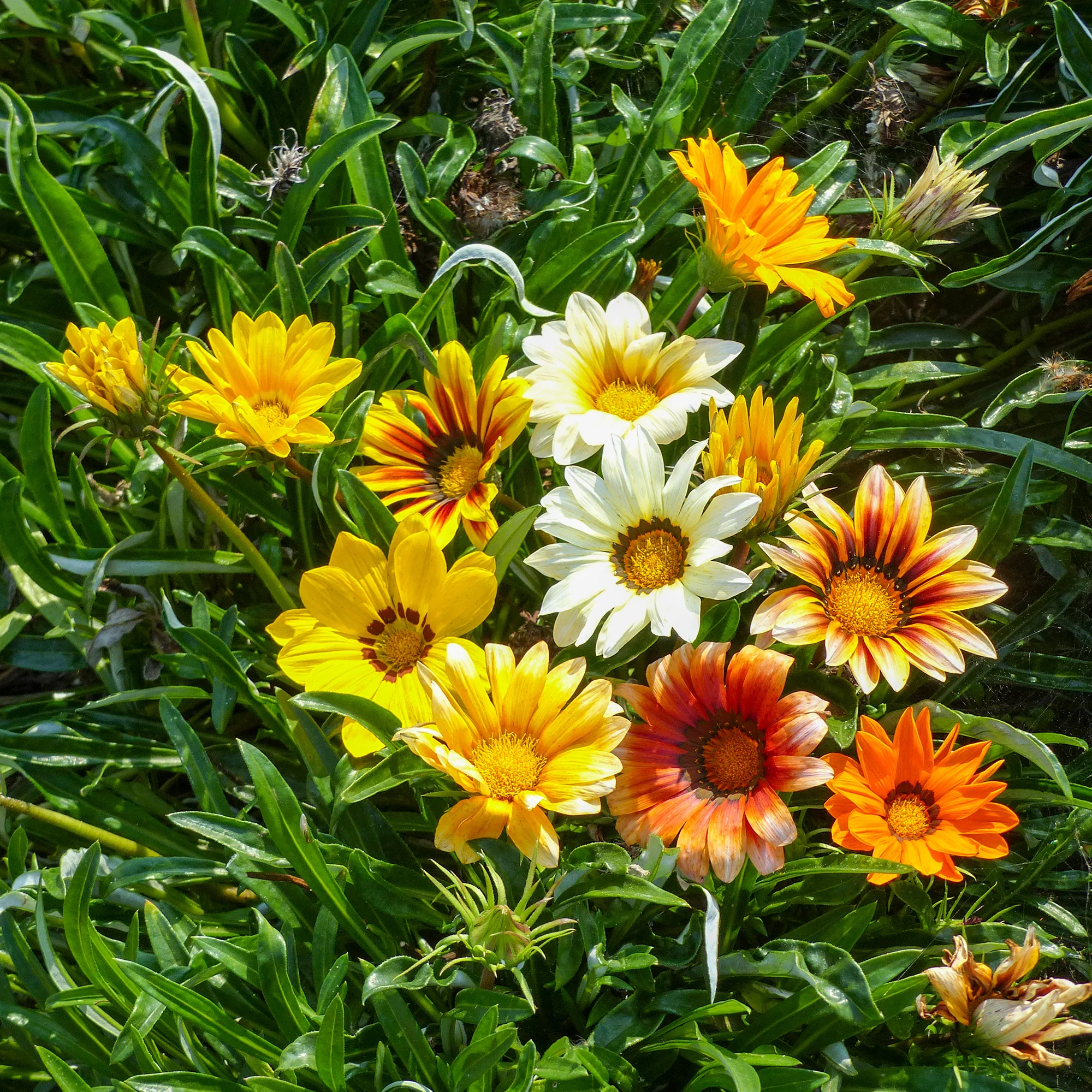 Gazania Sunshine Hybrids