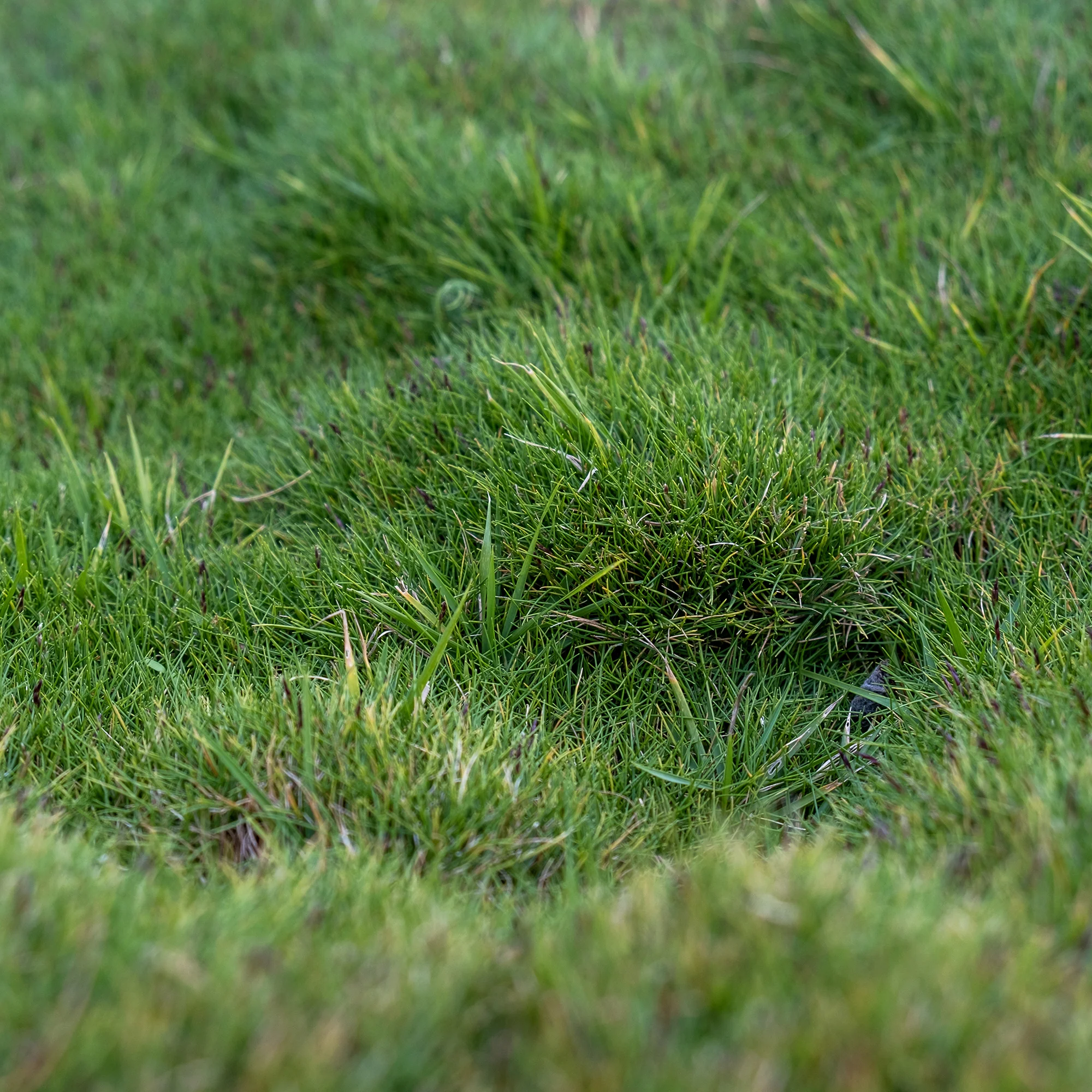 Zoysia tenuifolia - Gazon des Mascareignes