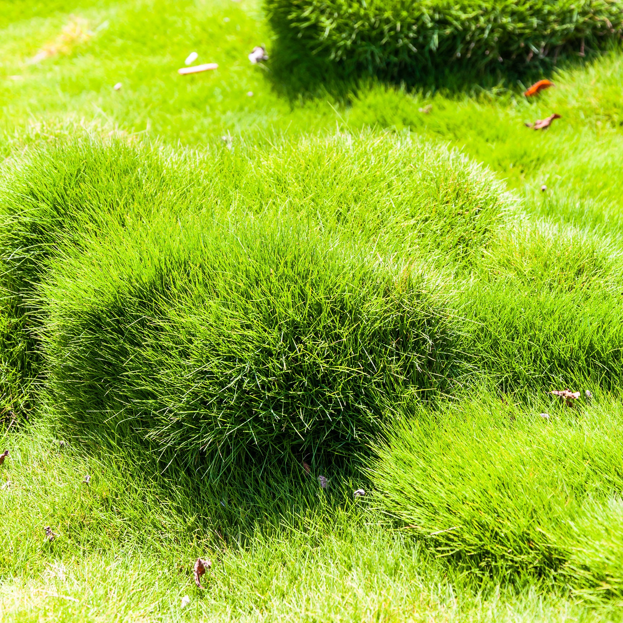 Zoysia tenuifolia - Gazon des Mascareignes - Image 2