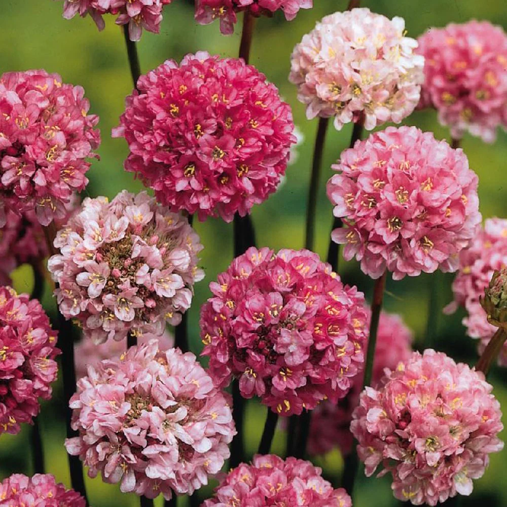Gazon d'Espagne Ballerina Lilac