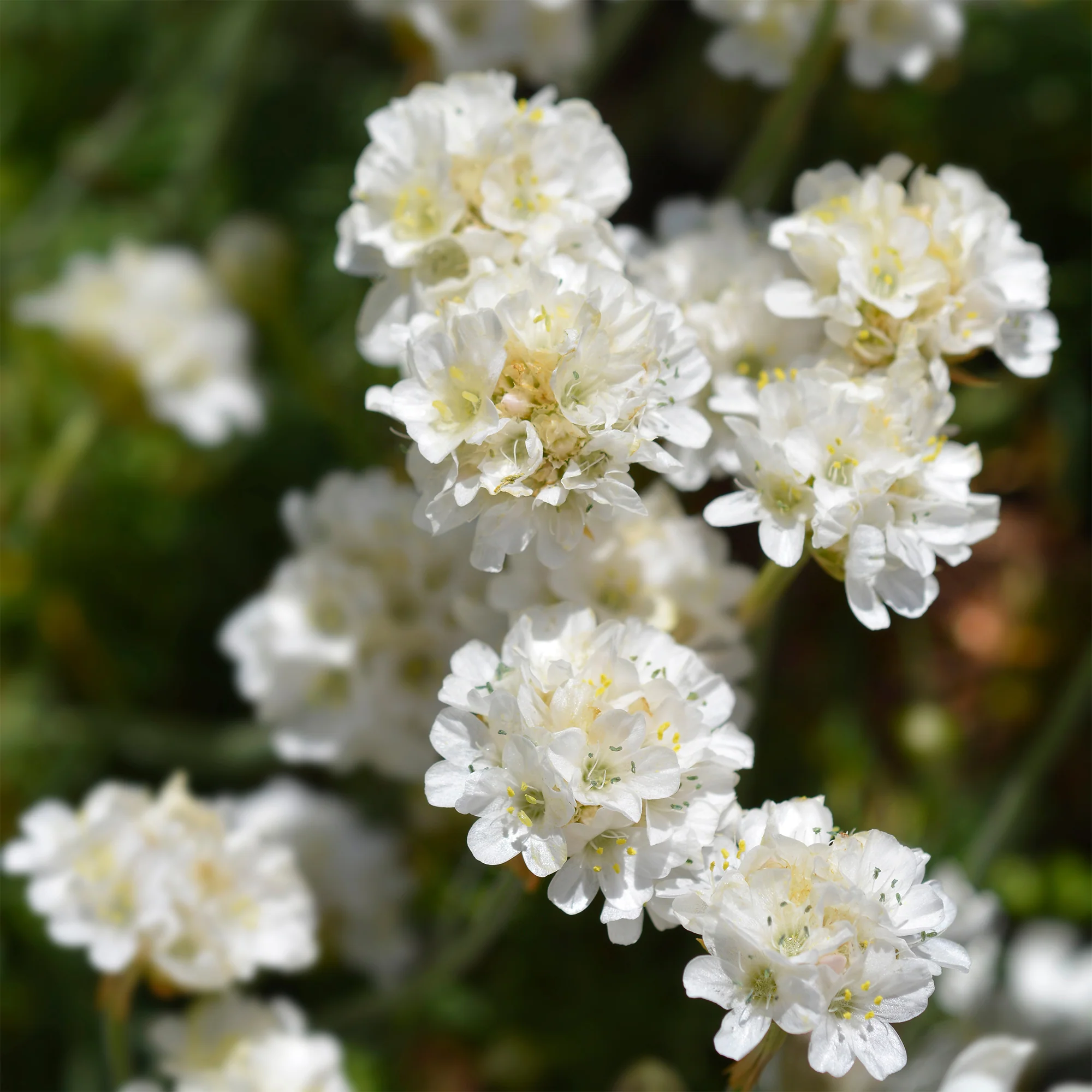 Gazon d'Espagne blanc - Image 3