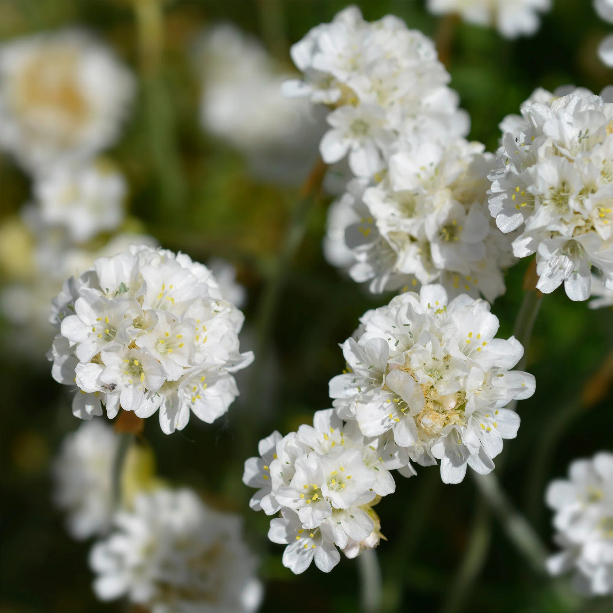 Gazon d'Espagne blanc - Image 4