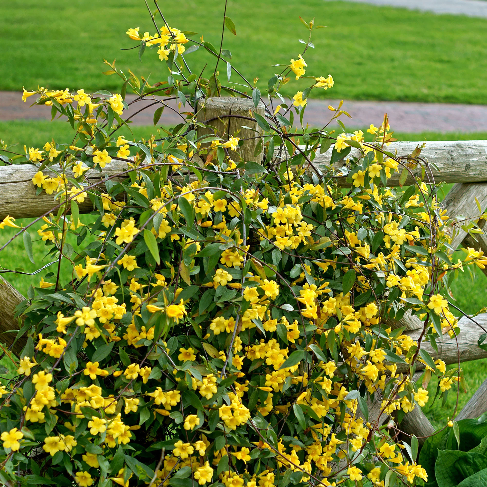 Gelsemium sempervirens - Image 4