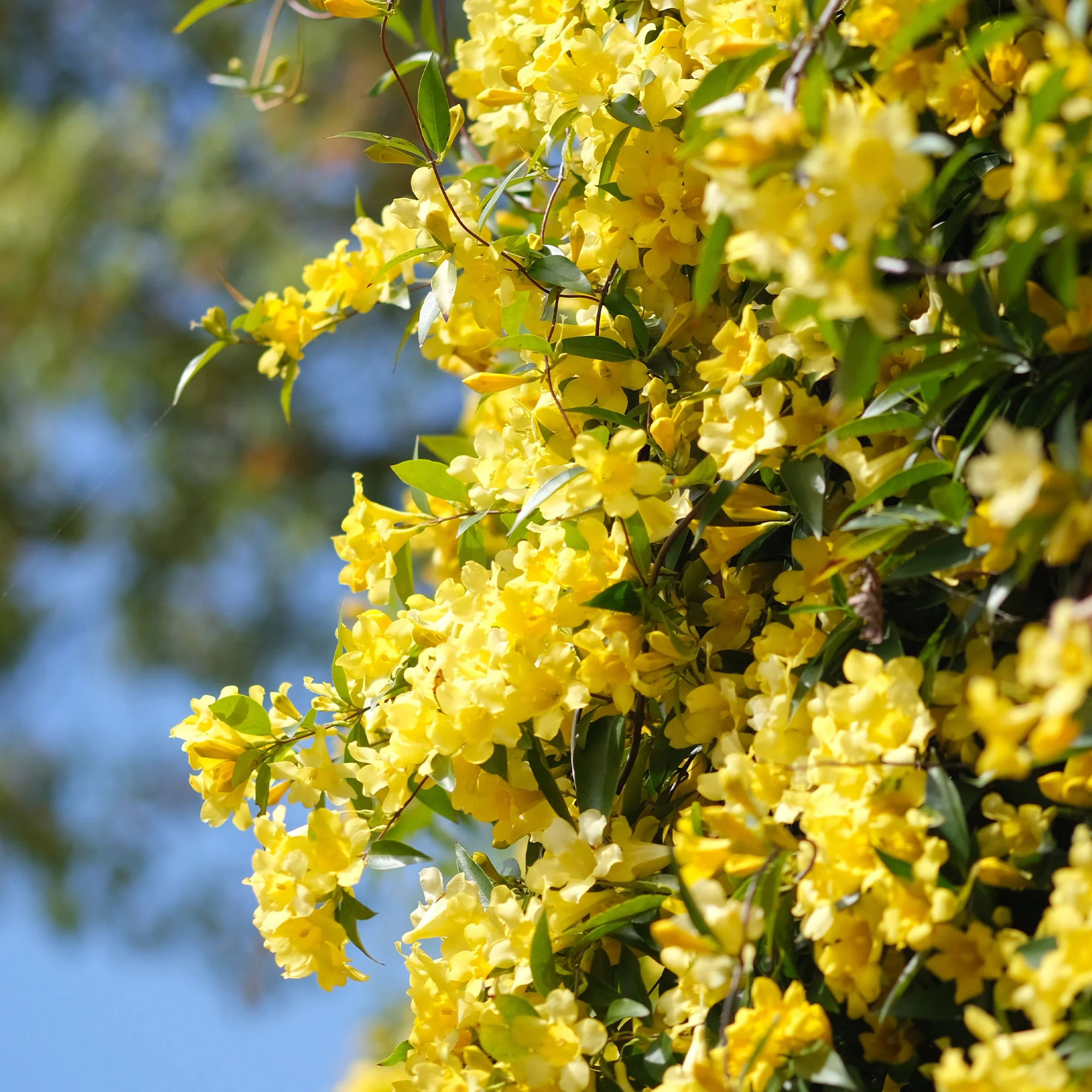 Gelsemium sempervirens - Image 7