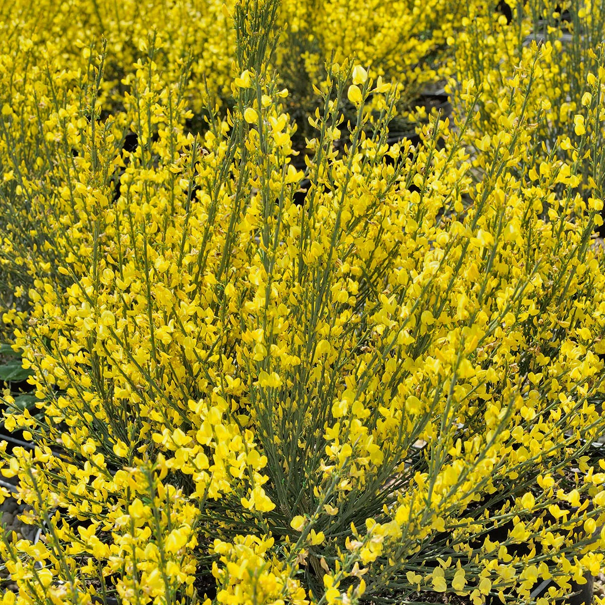 Genêt jaune - Image 2