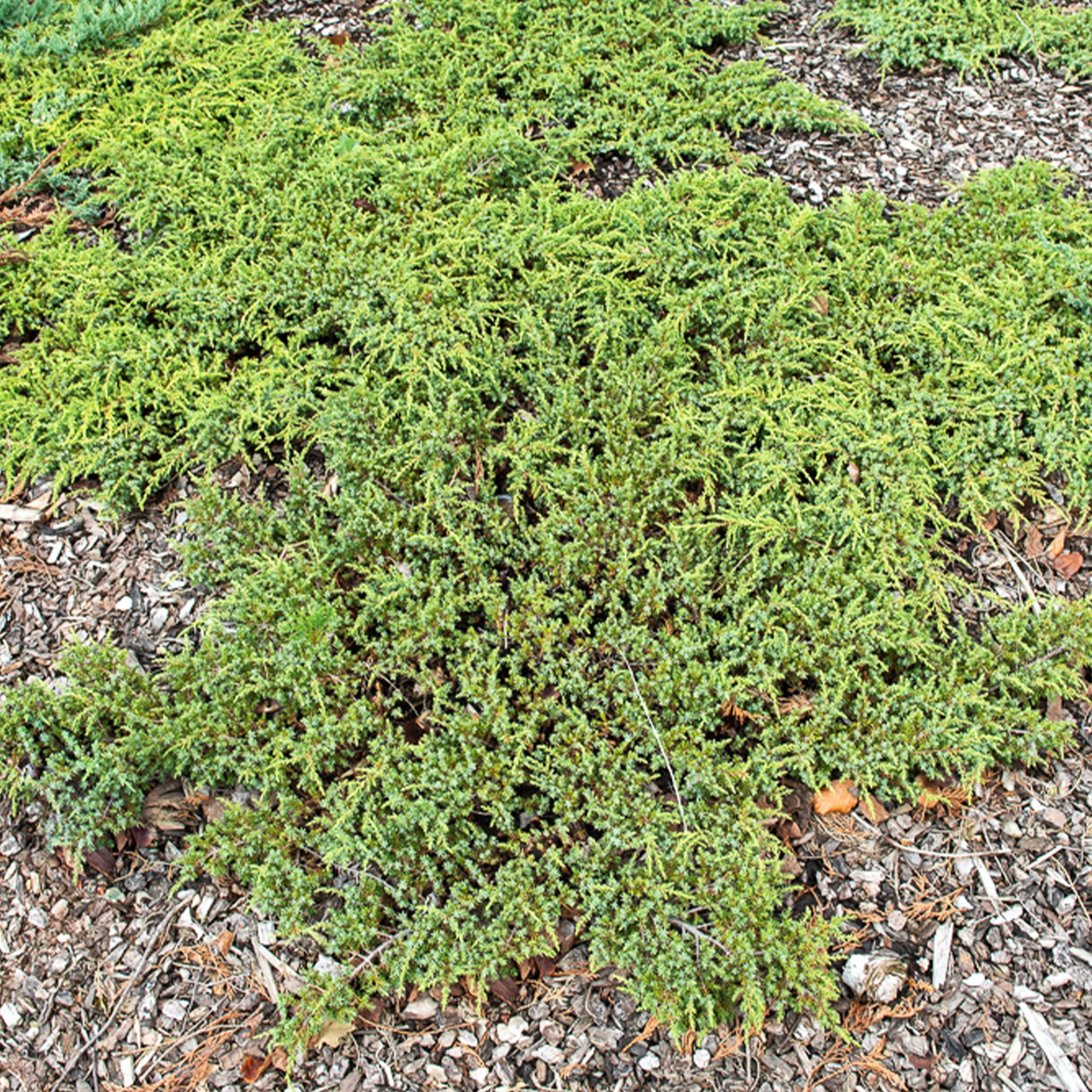 Genévrier commun Green Carpet - Image 2