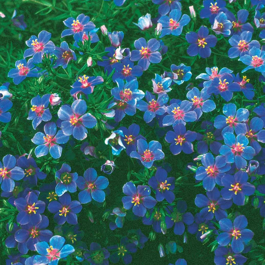 Gentiane bleue - Image 3