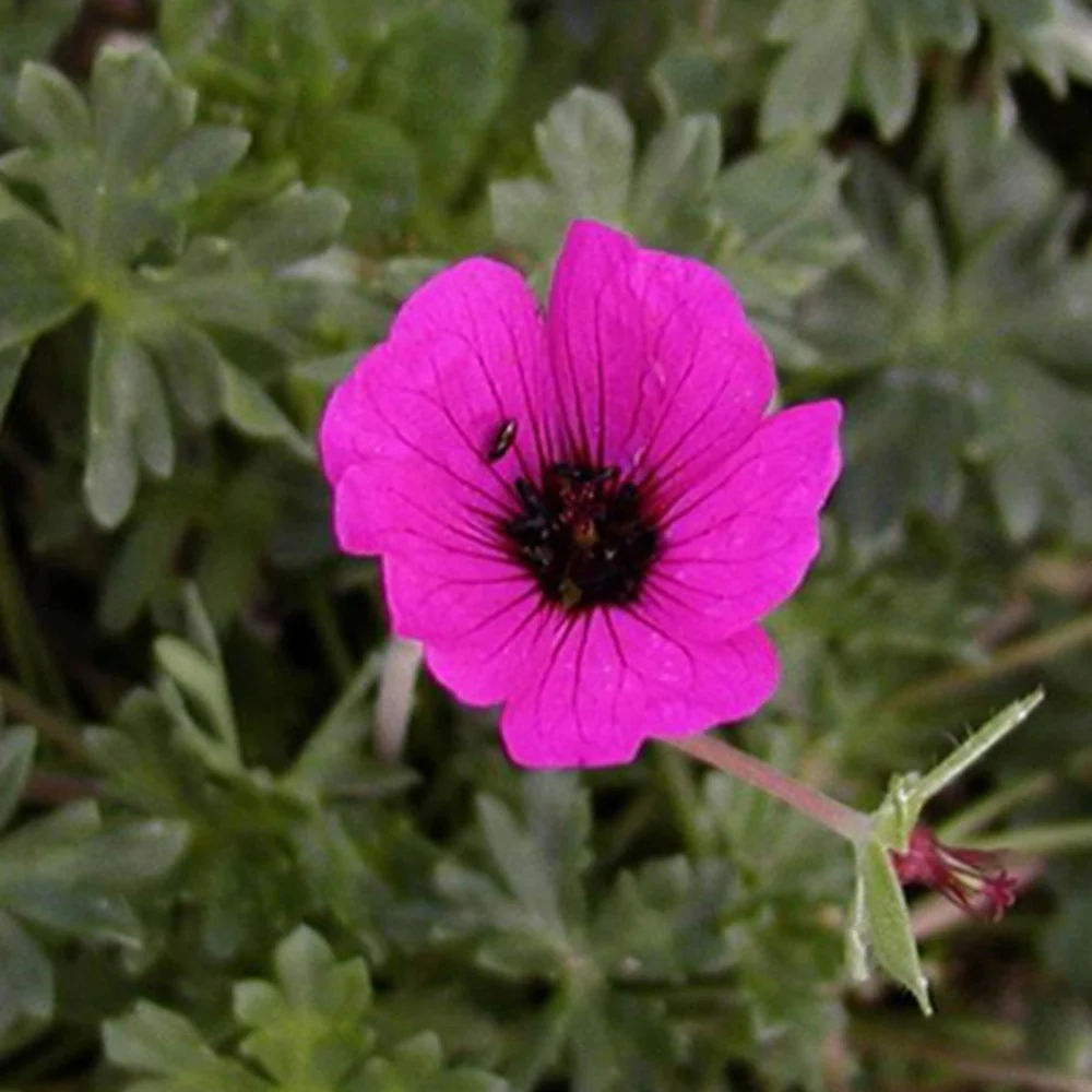 Géranium cendré Splendens