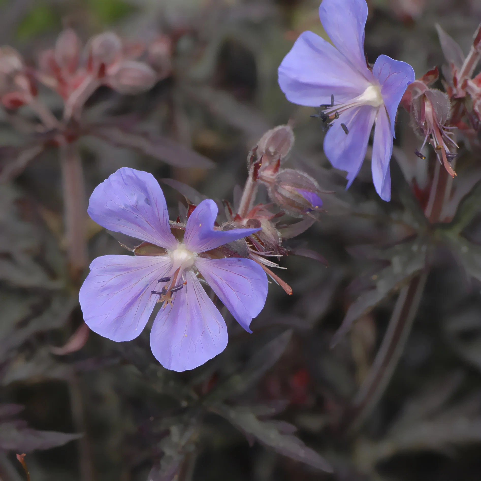 Géranium des prés Midnight Reiter