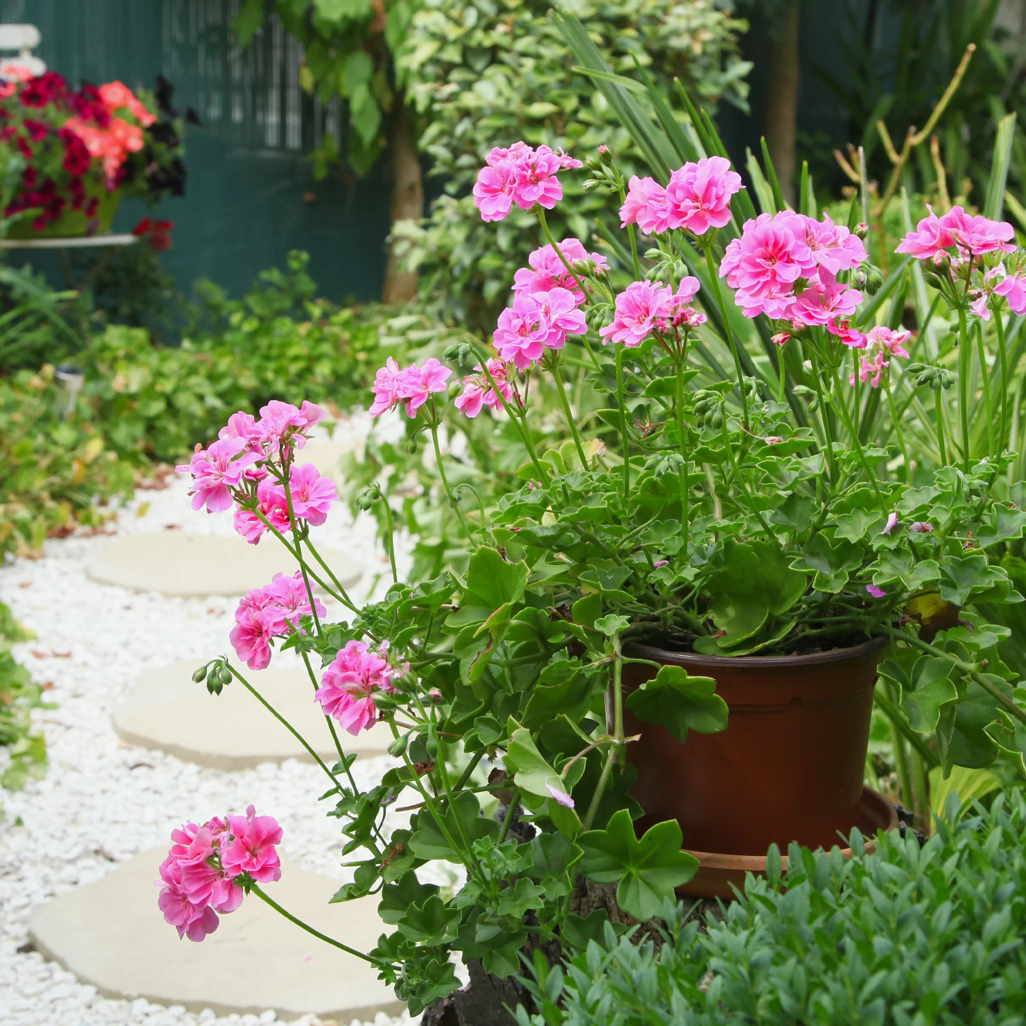 Géranium lierre double rose
