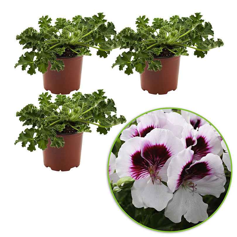 3 Pelargoniums odorants Mosquitaway Lizzy - Image 4