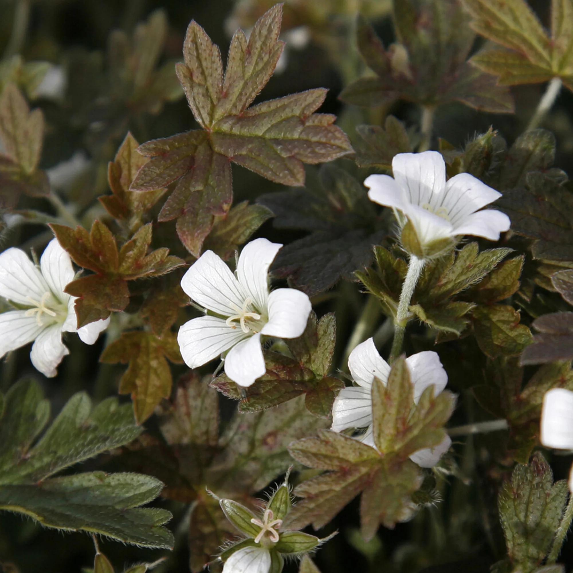 Géranium vivace Sanne - Image 2