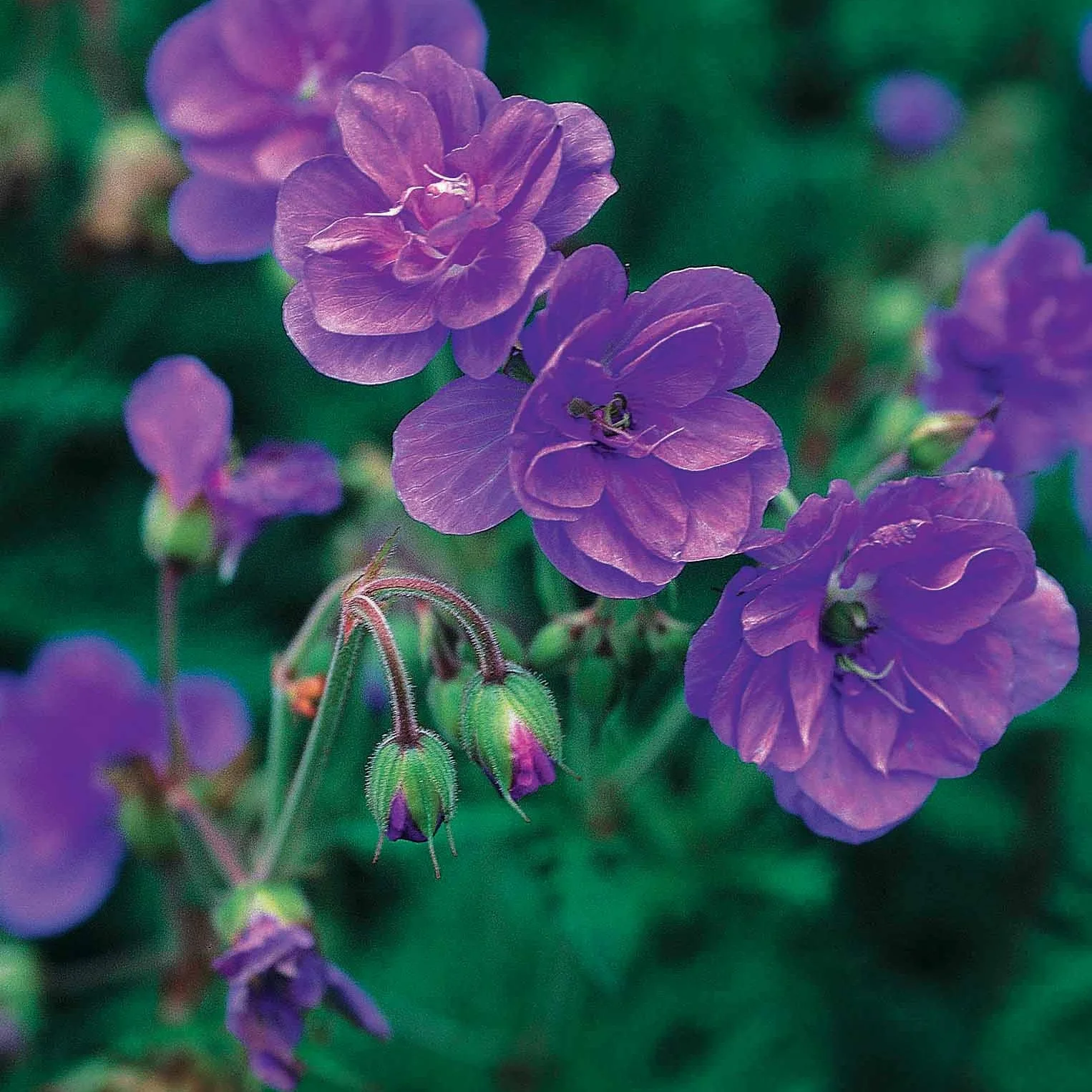 2 Géraniums vivaces à fleurs doubles bleue