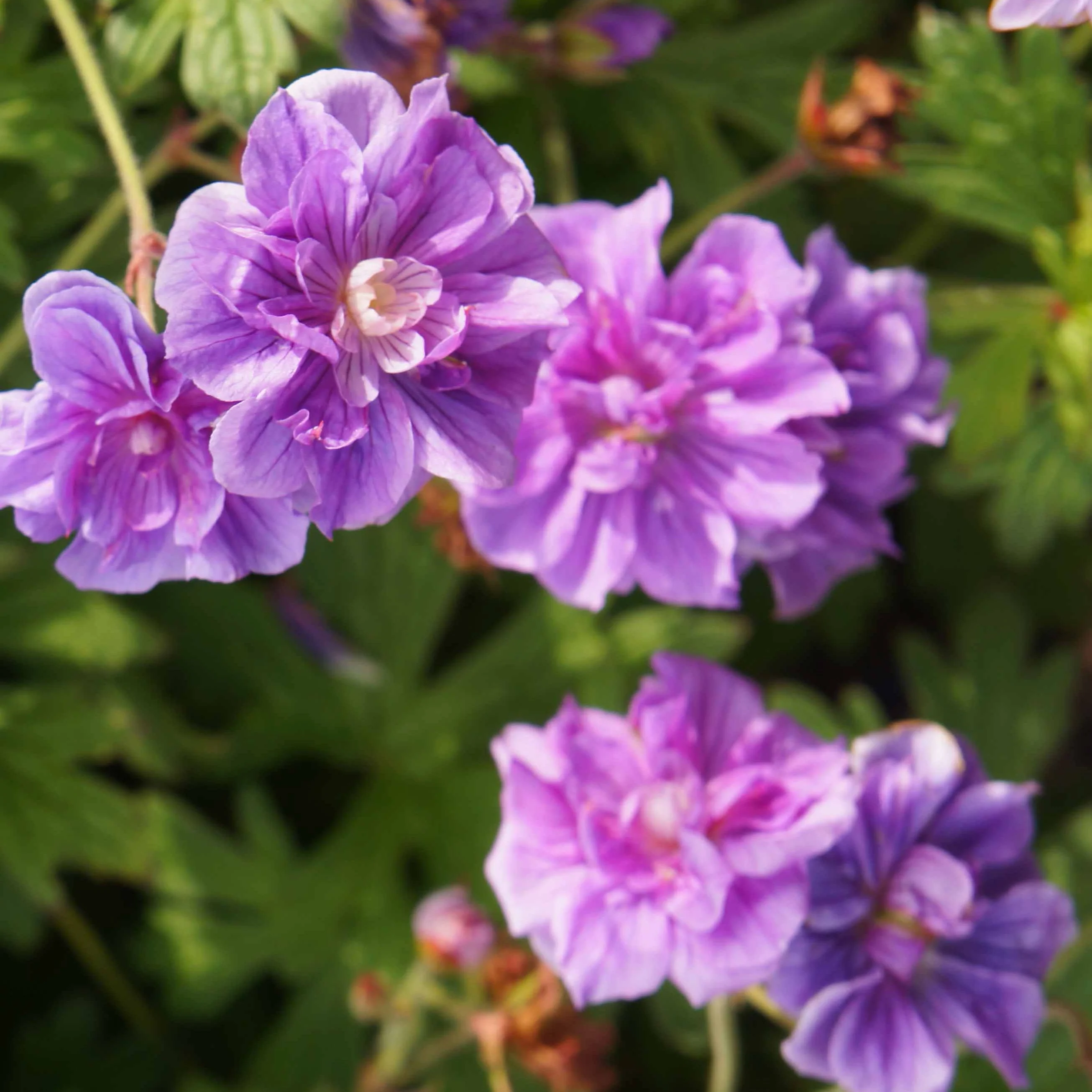 2 Géraniums vivaces à fleurs doubles bleue - Image 2