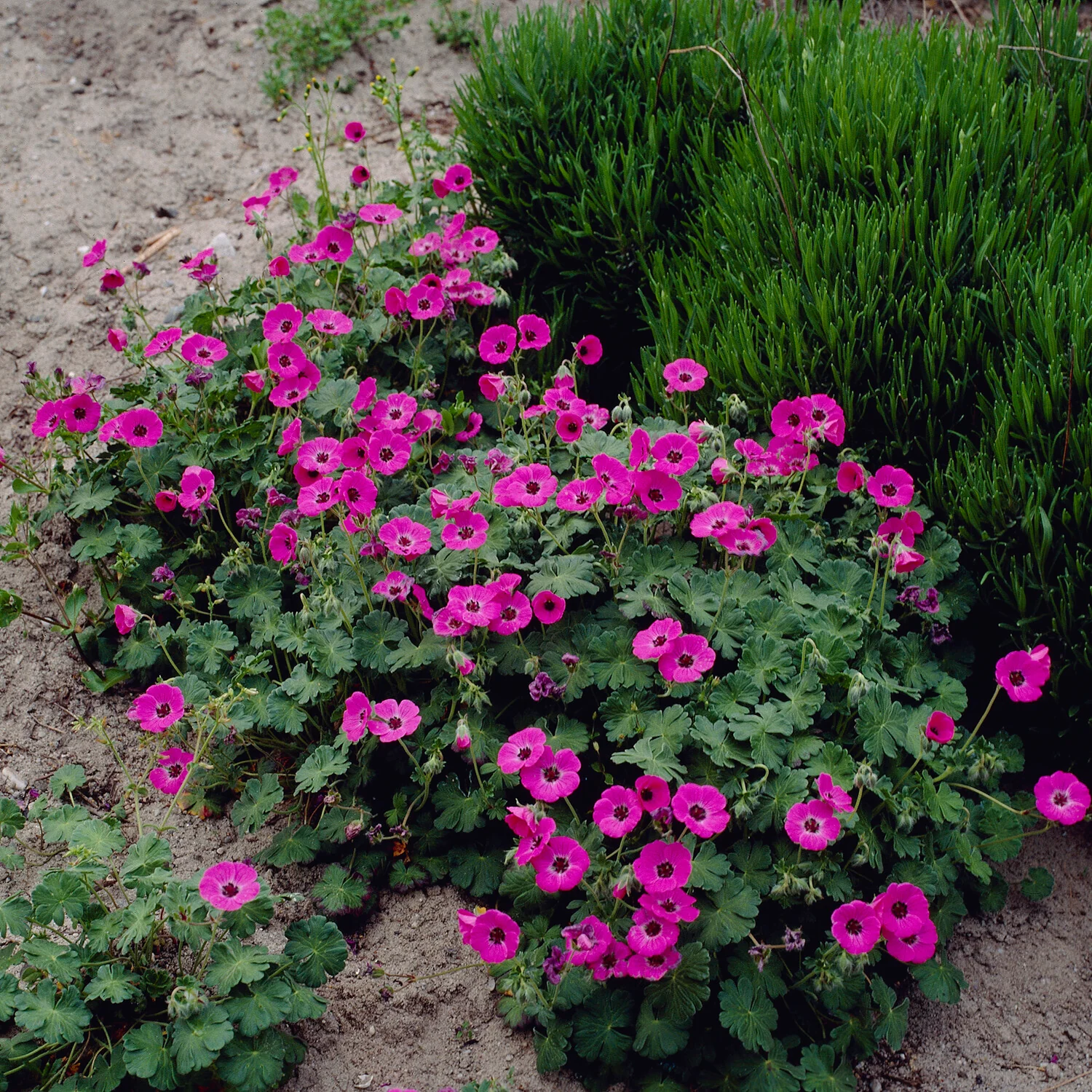 Géranium vivace Ann Folkard - Image 3
