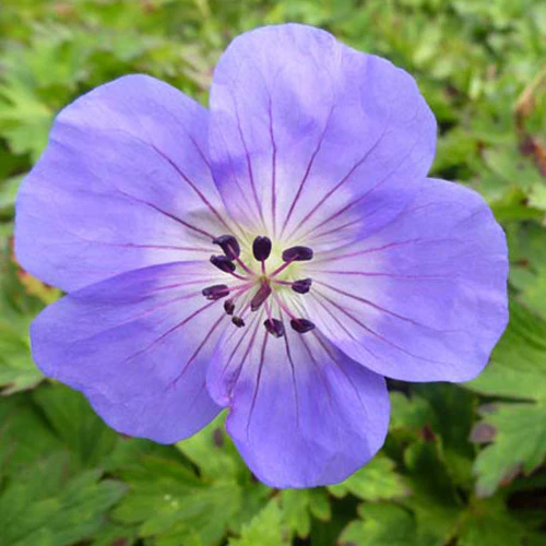 Géranium vivace Azure Rush