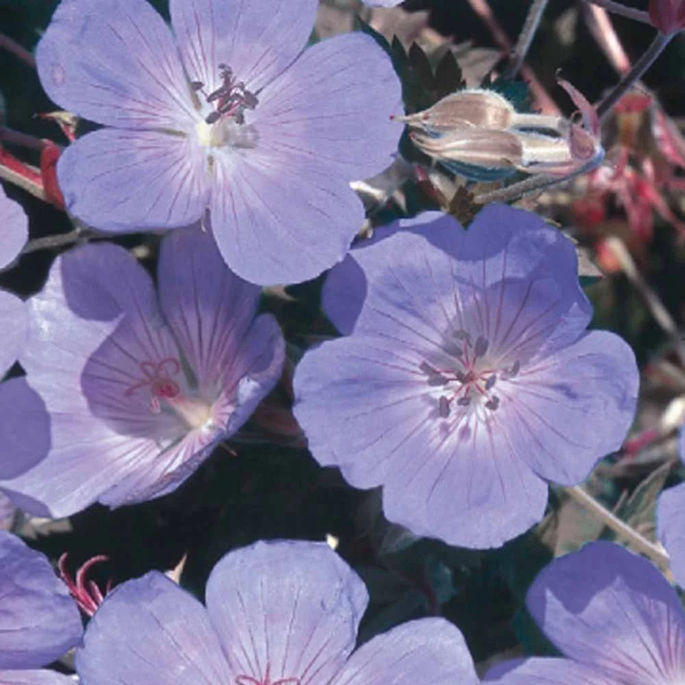 Géranium vivace bleu