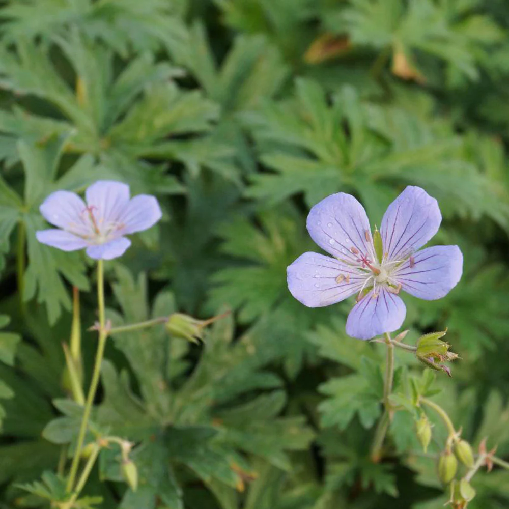 Géranium vivace Blue Cloud