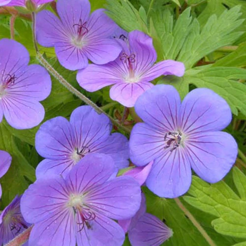 Géranium vivace Blue Sunrise