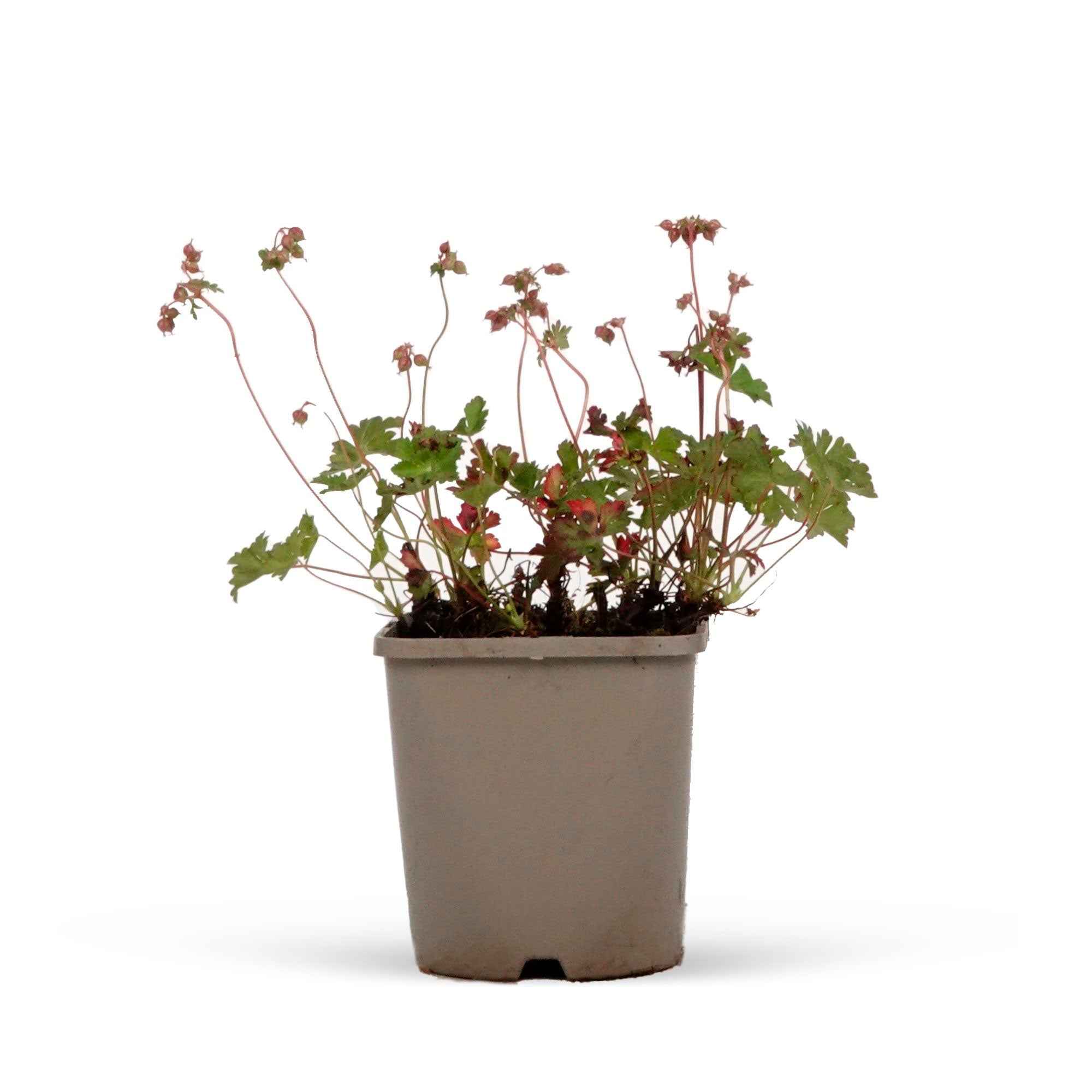 Géranium vivace cantabrigiense 'Biokovo' - Image 6