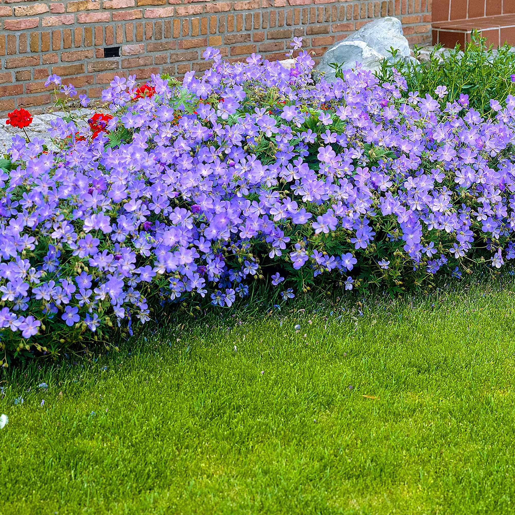 Géranium vivace Johnsons Blue