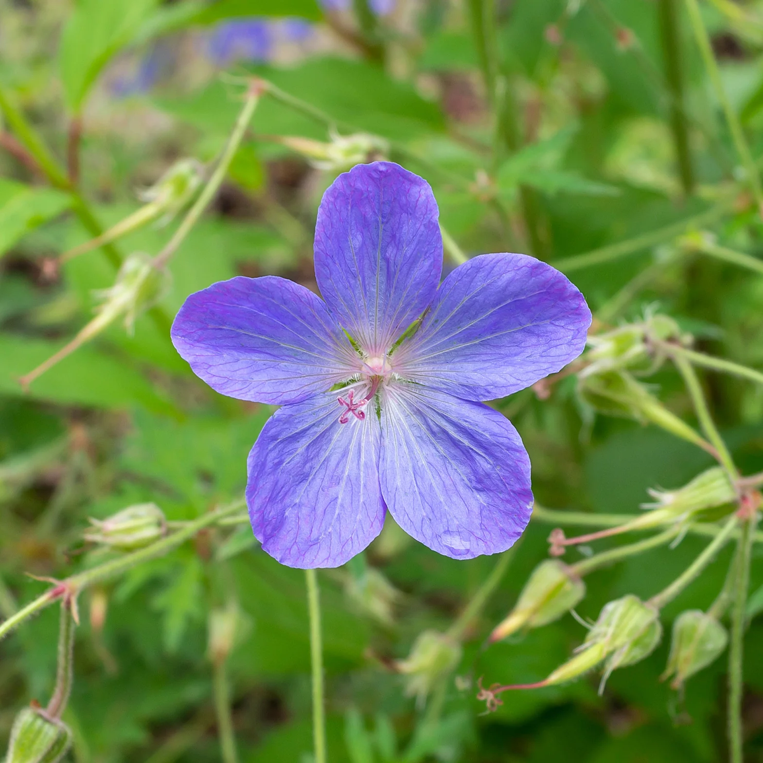 Géranium vivace Johnsons Blue - Image 2