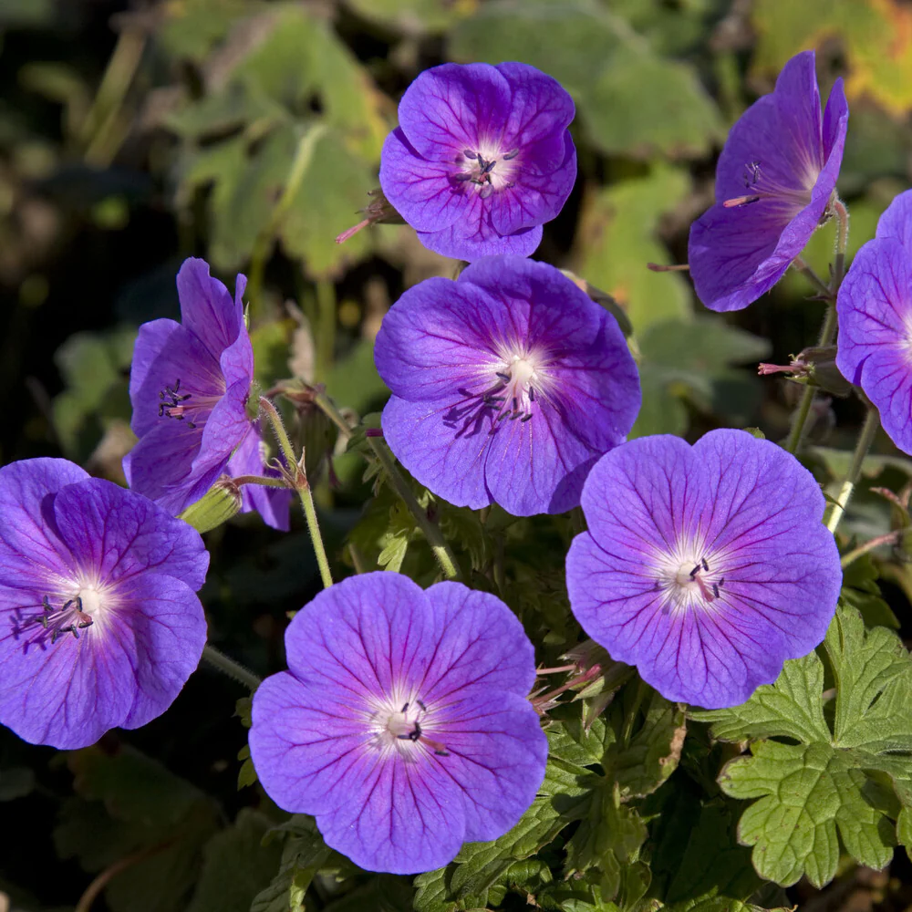 Géranium vivace de l'Himalaya Gravetye - Image 2