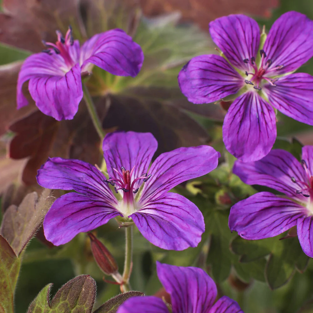 Géranium vivace de Sibérie - Image 2