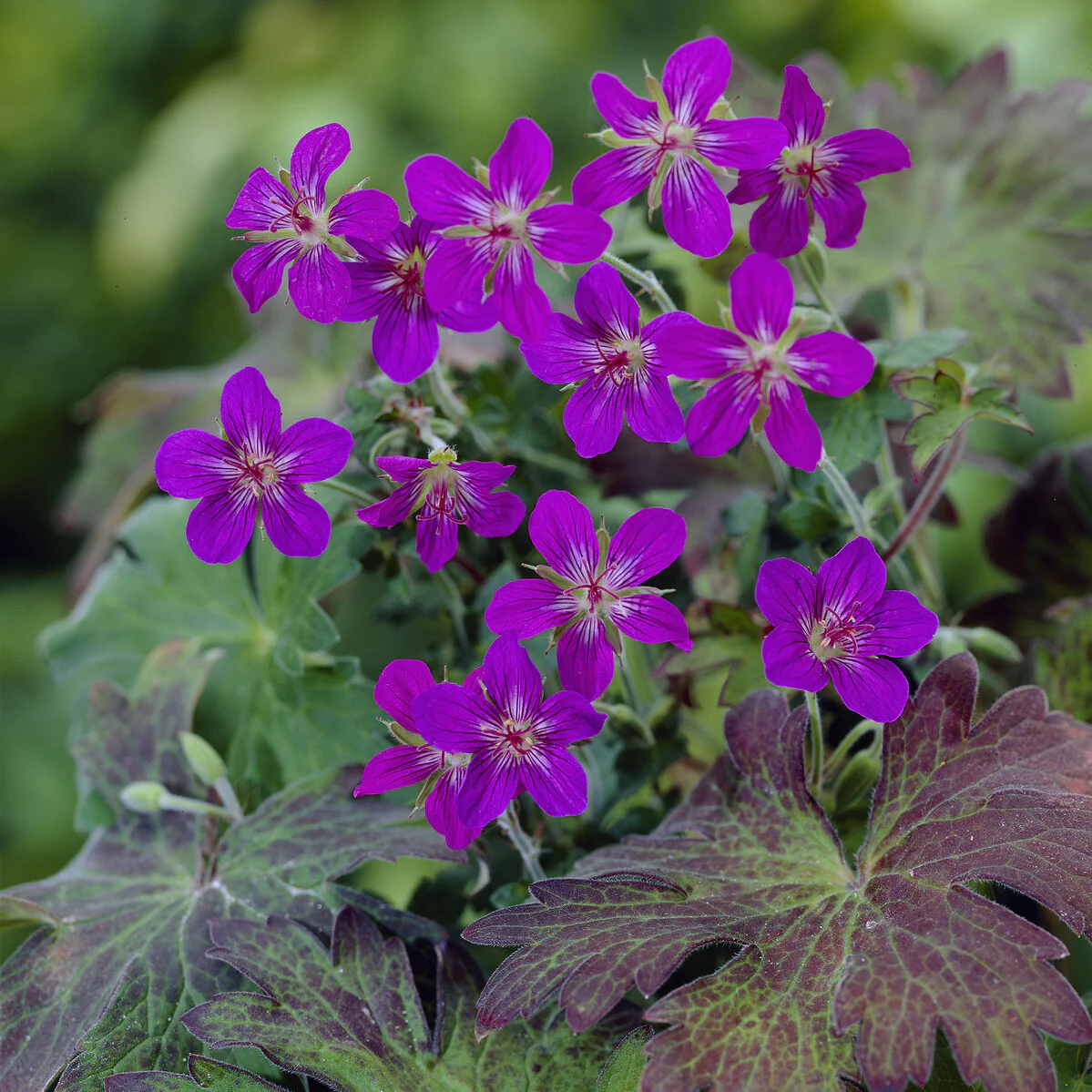 Géranium vivace de Sibérie - Image 3