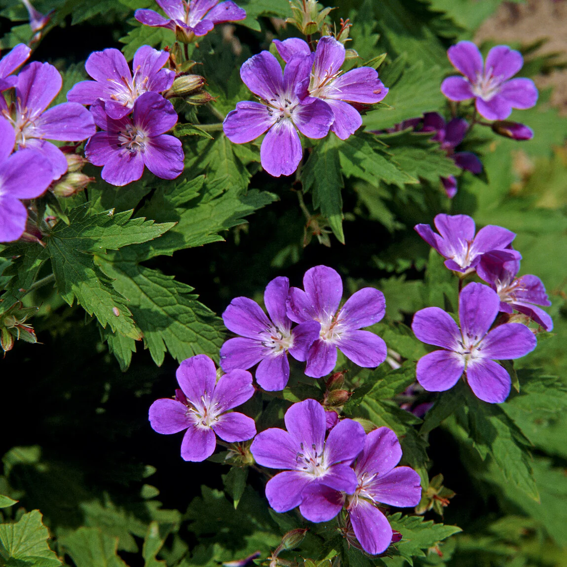 Géranium vivace des bois Mayflower - Image 3