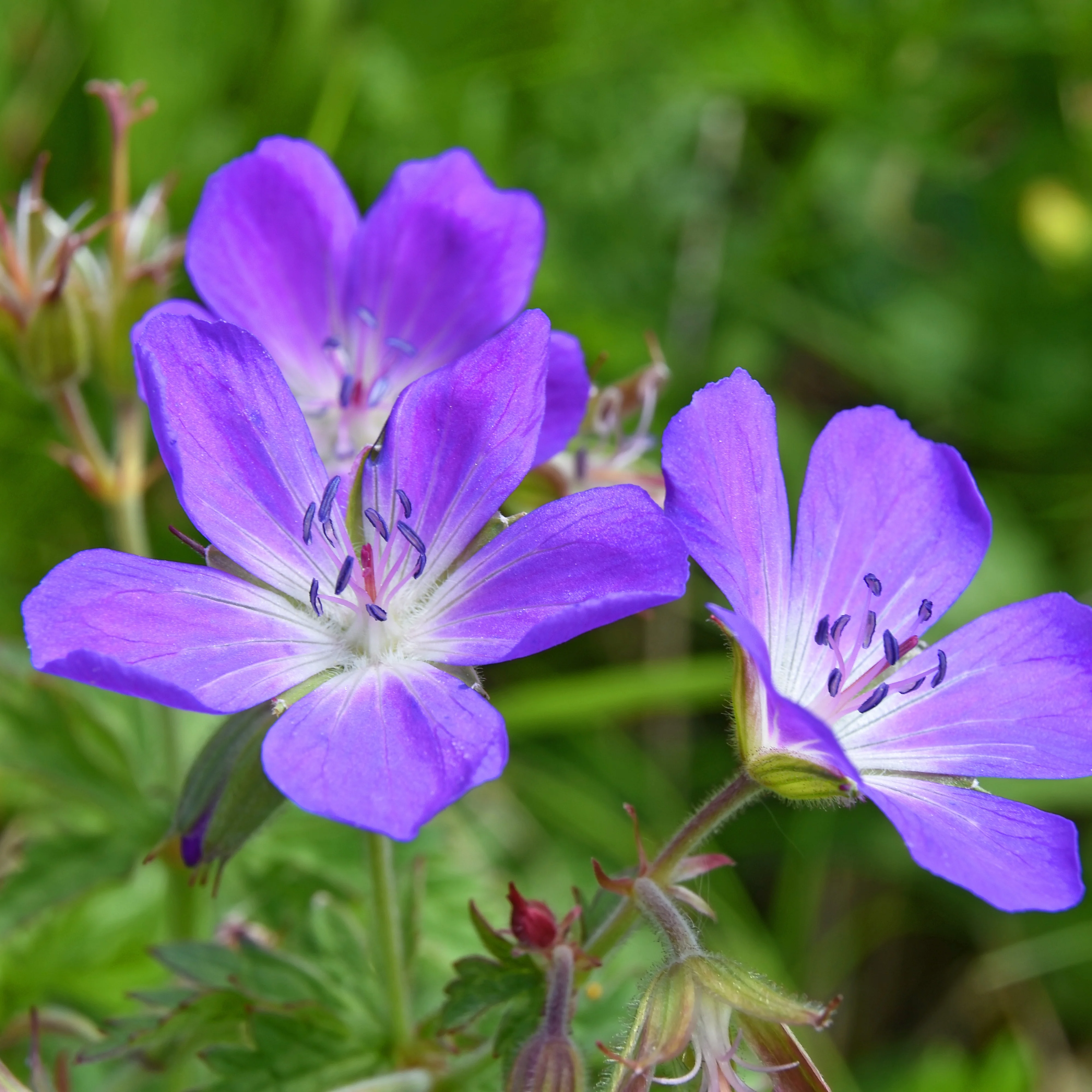 Géranium vivace des près