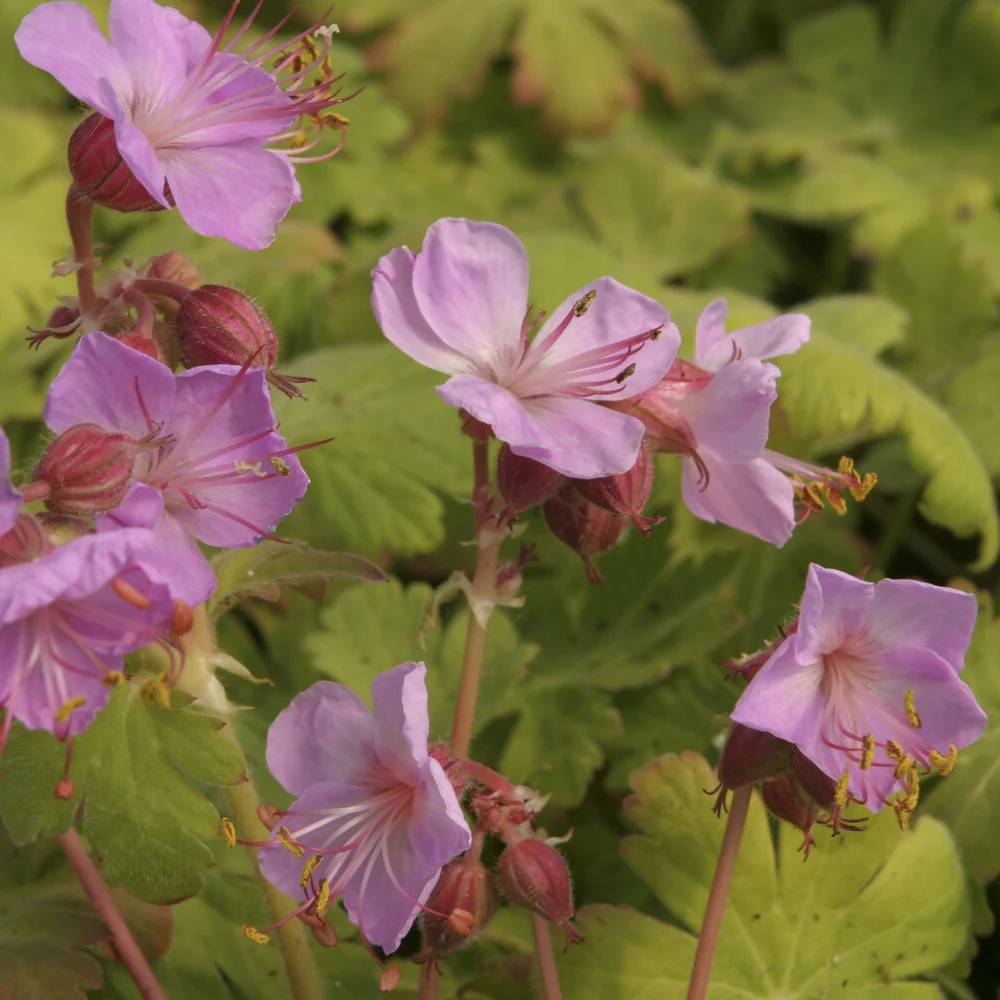 Géranium vivace Ingwersens Variety - Image 2