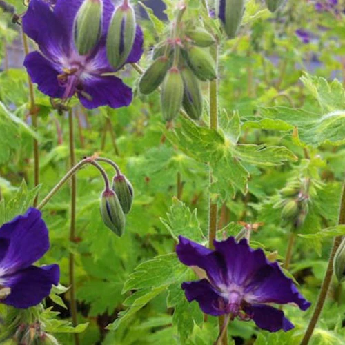 Géranium vivace Klepper