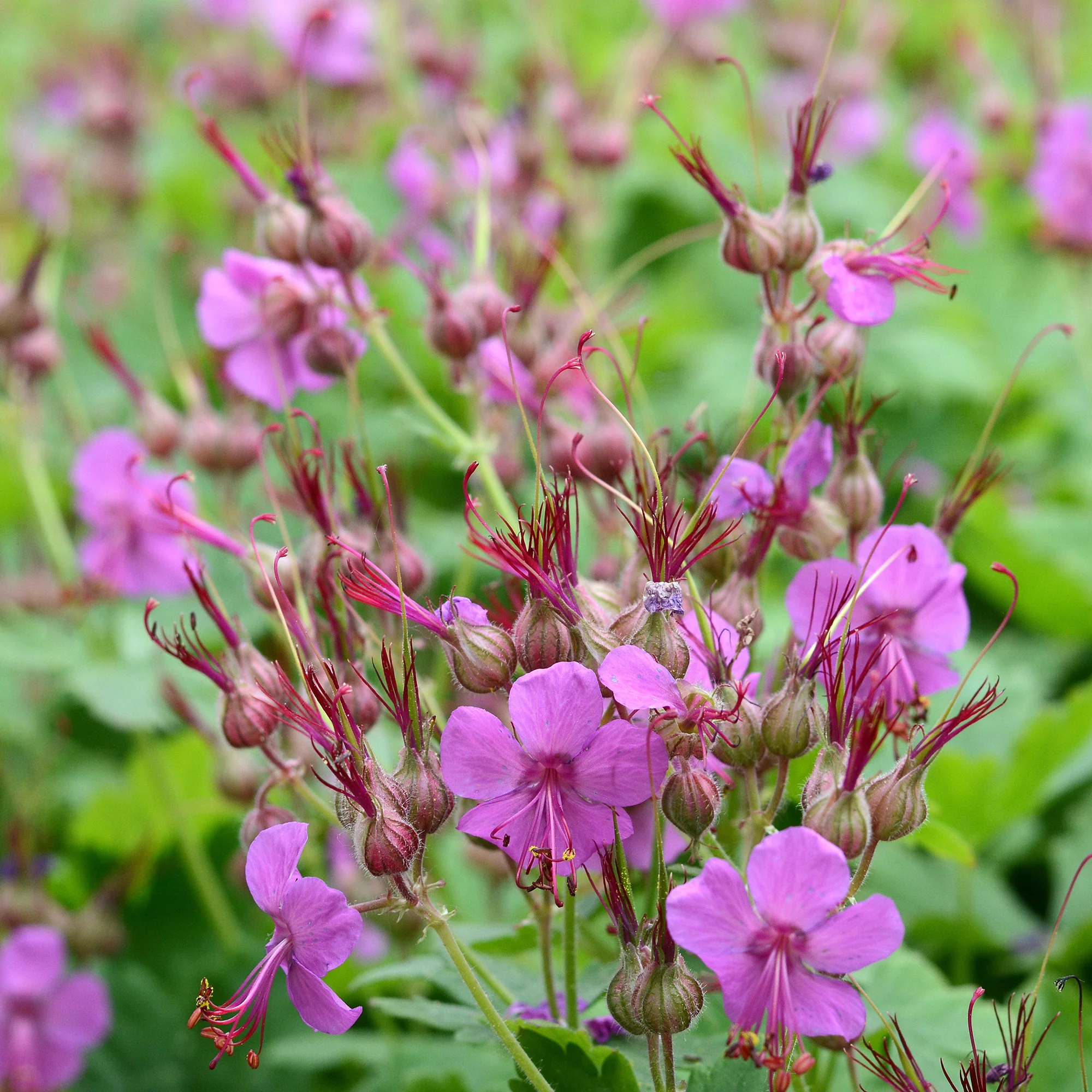 Géranium vivace macrorrhizum - Image 2