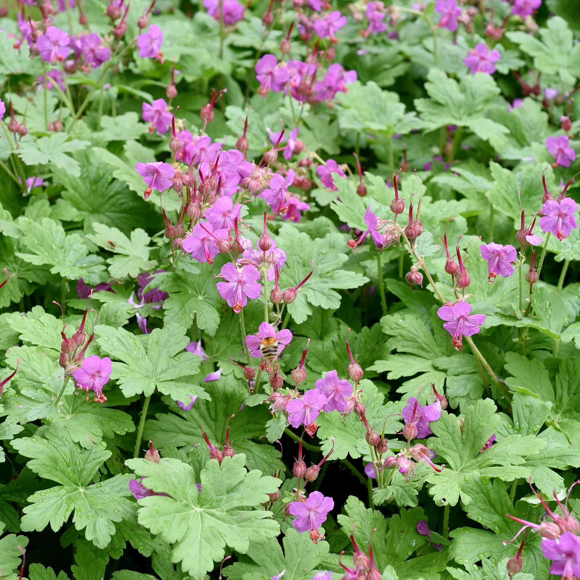 Géranium vivace macrorrhizum - Image 3