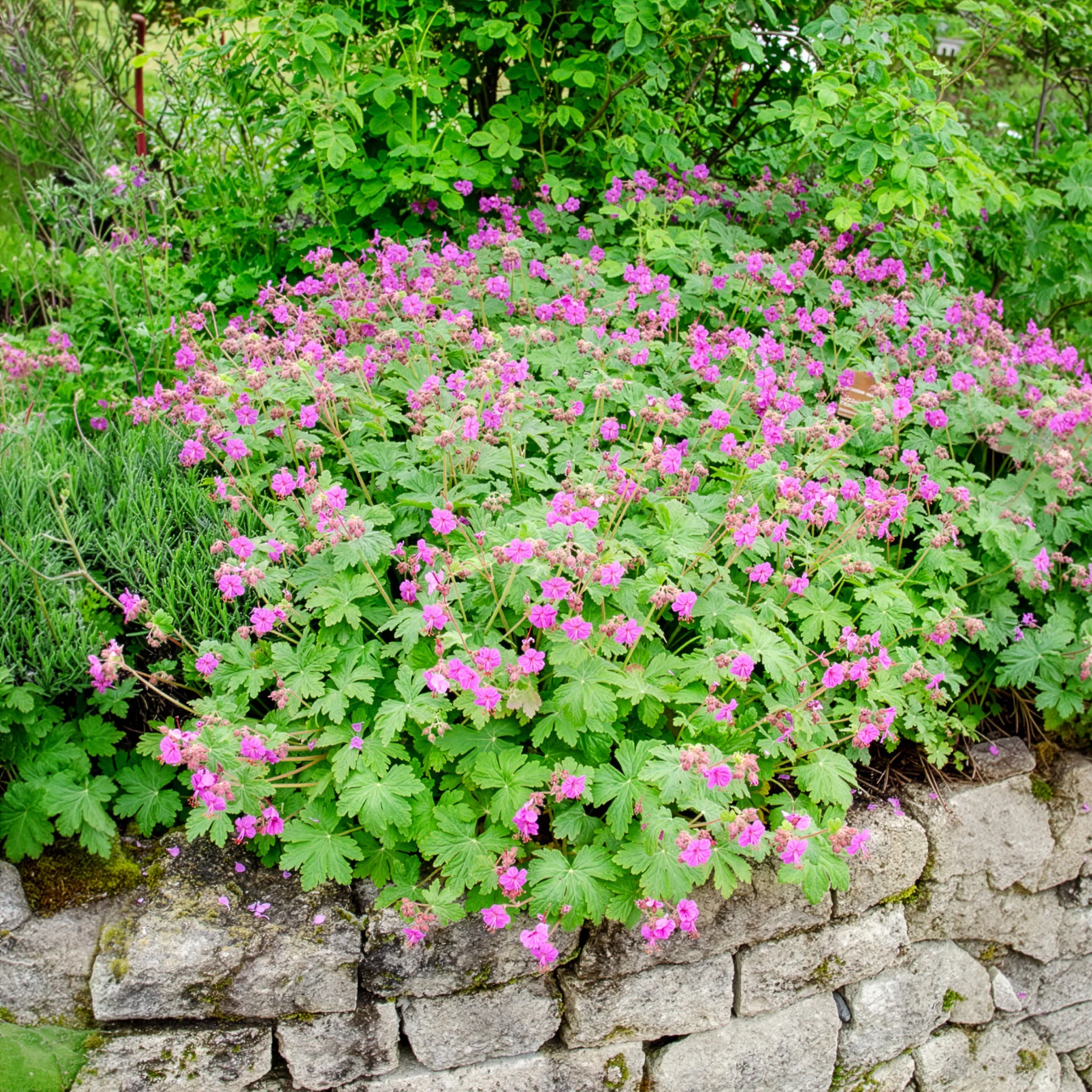 Géranium vivace macrorrhizum - Image 5