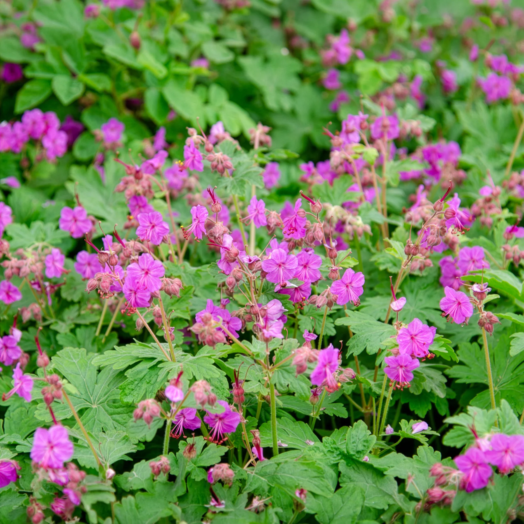 Géranium vivace macrorrhizum - Image 8