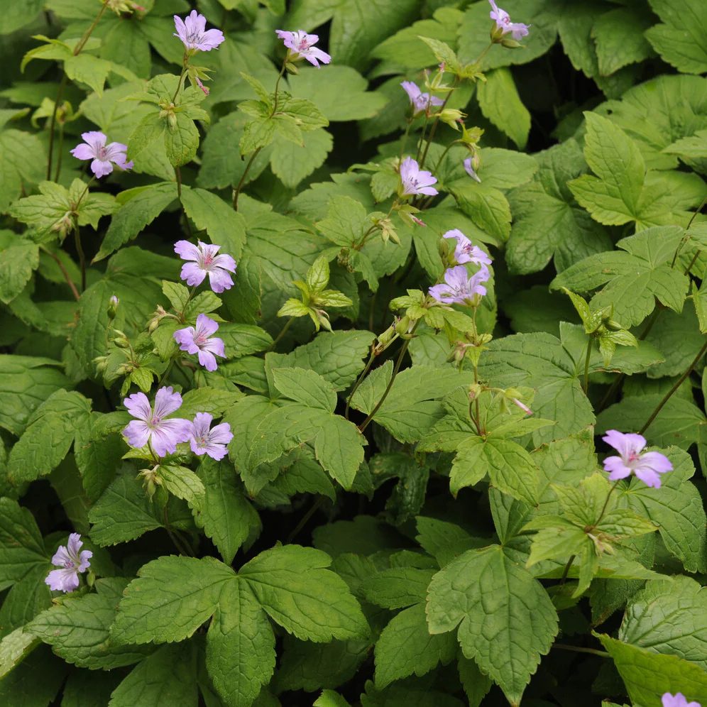 Géranium vivace noueux - Image 2