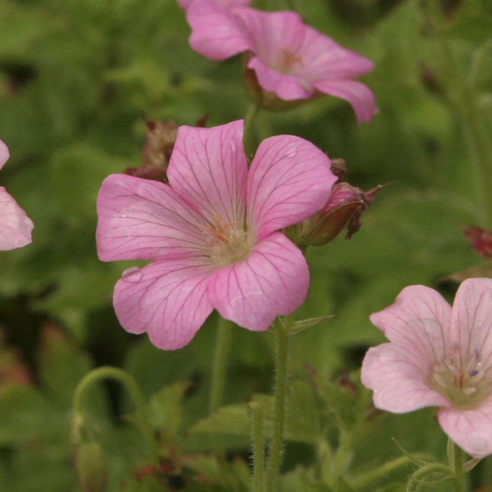 Géranium vivace Rose Clair - Image 2