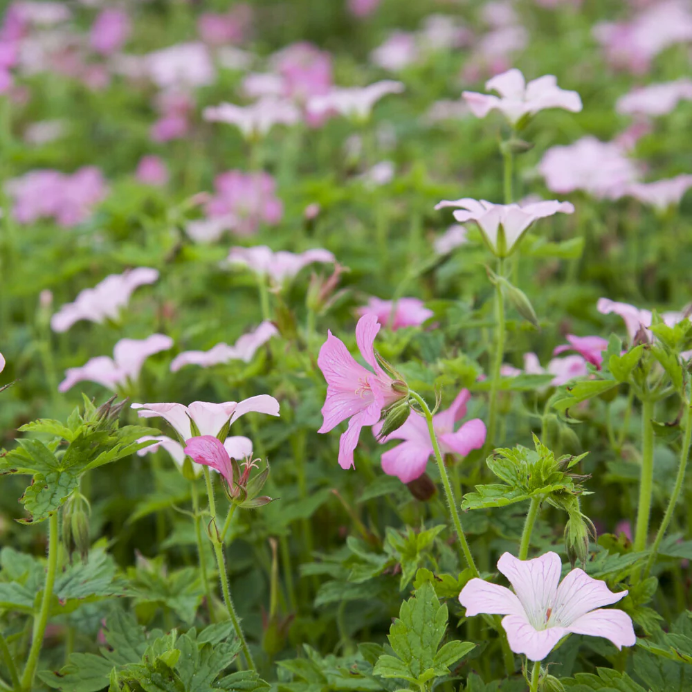 Géranium vivace Rose Clair - Image 3