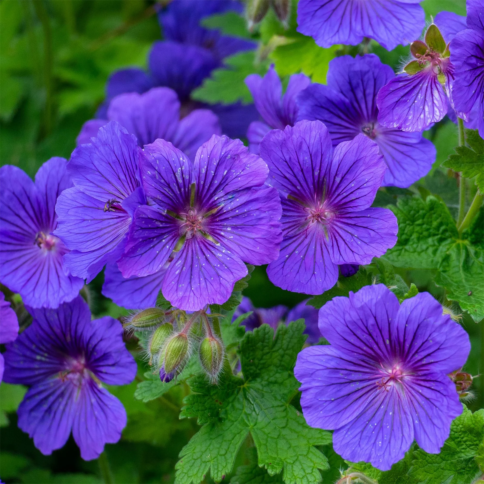 Géranium vivace Rosemoor - Image 2