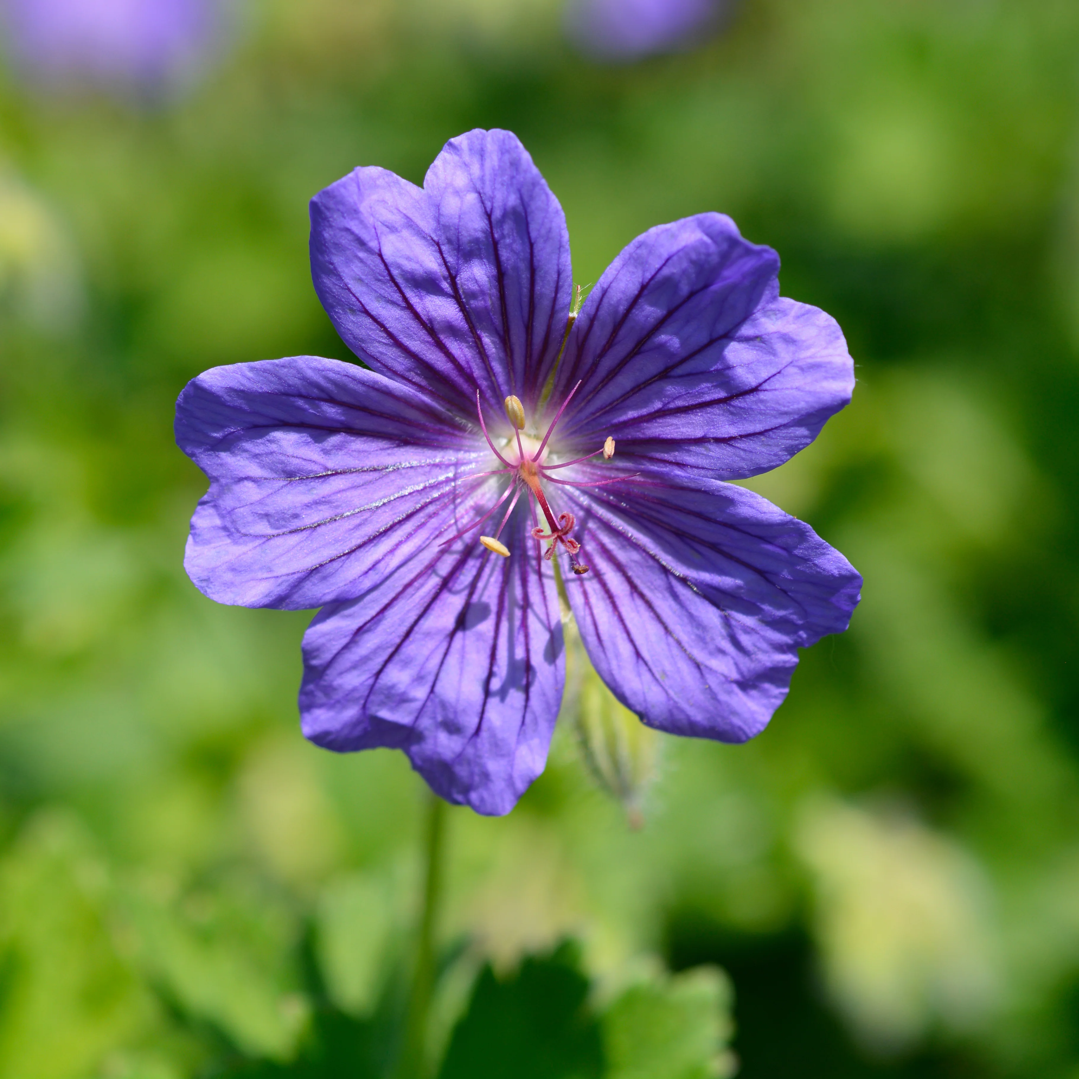 Géranium vivace Rosemoor - Image 3