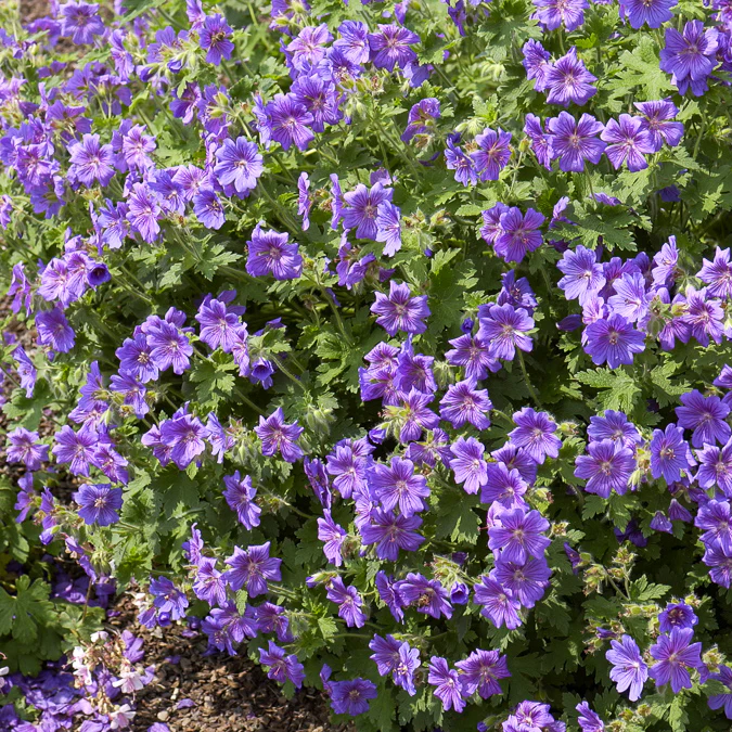 Géranium vivace Rosemoor - Image 4