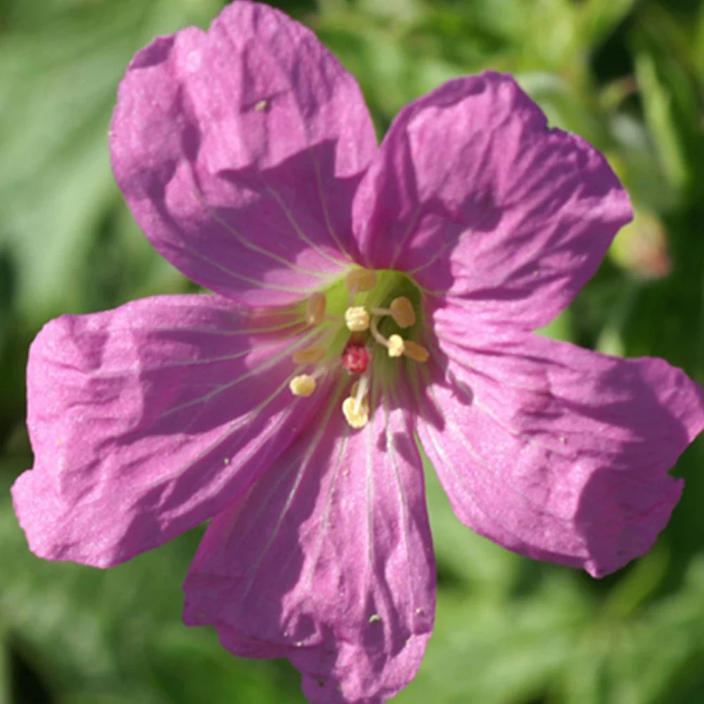 Géranium vivace Rosenlicht