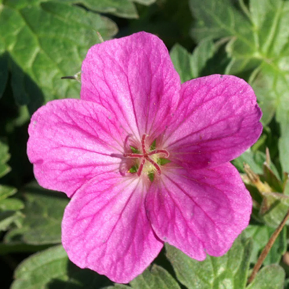 Géranium vivace Russell Prichard